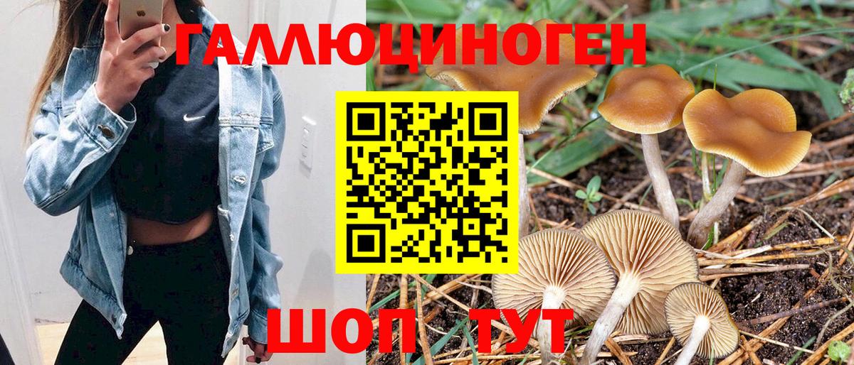 Серов  Галлюциногенные грибы Psilocybine cubensis  Вход с VPN 